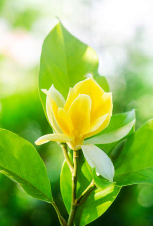 Beautiful yellow magnolia flower blooming in gardenの写真素材