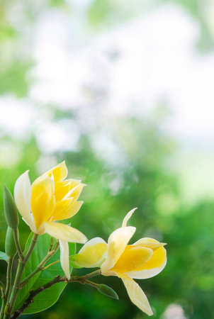 Beautiful yellow magnolia flower blooming in gardenの写真素材