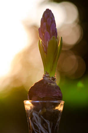 Beautiful purple Hyacinth flower pot over sunrise with flare and bokeh, sign of prudence, constancy, desire of heaven and peace of mindの写真素材