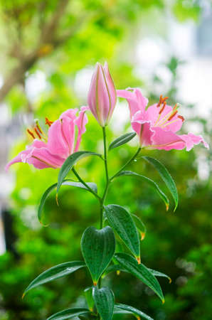 Closeup beautiful Pink Lily  flower blooming in gardenの写真素材
