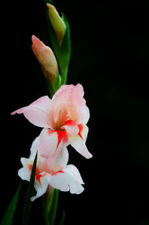 Closeup Beautiful Gladiolus  flower on black backgroundの写真素材