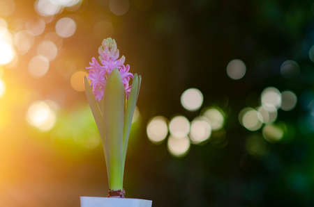 Beautiful Hyacinth flower pot over sunrise with flare and bokeh, sign of prudence, constancy, desire of heaven and peace of mindの写真素材