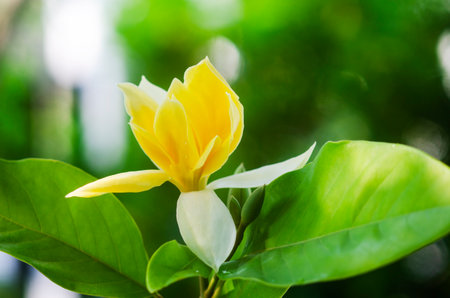 Beautiful yellow magnolia flower blooming in gardenの写真素材