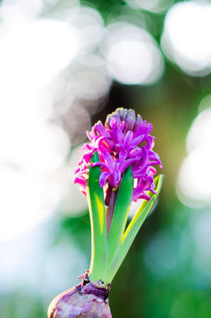 Beautiful purple Hyacinth flower pot , sign of prudence, constancy, desire of heaven and peace of mindの写真素材