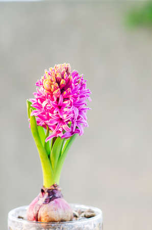 Beautiful Hyacinth flower pot on white background, sign of prudence, constancy, desire of heaven and peace of mindの写真素材