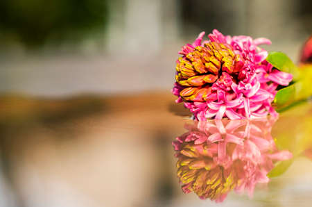 Reflection of Hyacinth flower sign of prudence, constancy, desire of heaven and peace of mindの写真素材