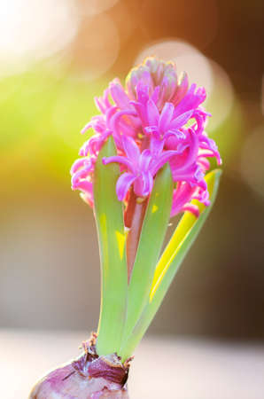 Beautiful Hyacinth flower pot over sunrise with flare and bokeh, sign of prudence, constancy, desire of heaven and peace of mindの写真素材