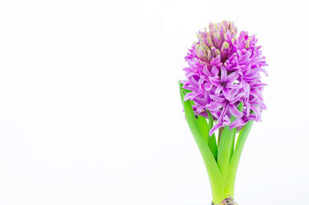 Beautiful Hyacinth flower pot on white background, sign of prudence, constancy, desire of heaven and peace of mindの写真素材