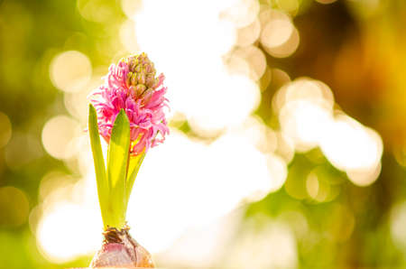 Beautiful purple Hyacinth flower pot over sunrise with flare and bokeh, sign of prudence, constancy, desire of heaven and peace of mindの写真素材