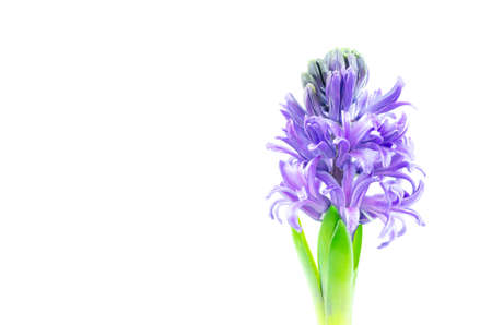 Beautiful Hyacinth flower pot on white background, sign of prudence, constancy, desire of heaven and peace of mindの写真素材