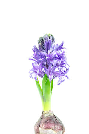 Beautiful Hyacinth flower pot on white background, sign of prudence, constancy, desire of heaven and peace of mindの写真素材