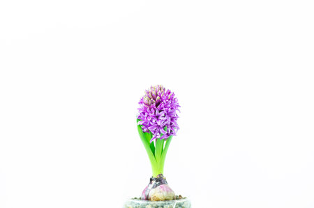 Beautiful Hyacinth flower pot on white background, sign of prudence, constancy, desire of heaven and peace of mindの写真素材