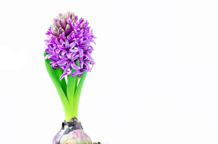 Beautiful Hyacinth flower pot on white background, sign of prudence, constancy, desire of heaven and peace of mindの写真素材