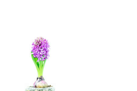 Beautiful Hyacinth flower pot on white background, sign of prudence, constancy, desire of heaven and peace of mindの写真素材