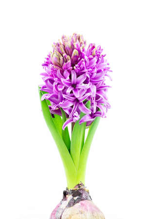 Beautiful Hyacinth flower pot on white background, sign of prudence, constancy, desire of heaven and peace of mindの写真素材