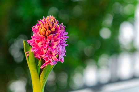 Beautiful pink Hyacinth flower pot over sunrise with flare and bokeh, sign of prudence, constancy, desire of heaven and peace of mindの写真素材