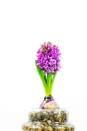Beautiful Hyacinth flower pot on white background, sign of prudence, constancy, desire of heaven and peace of mindの写真素材