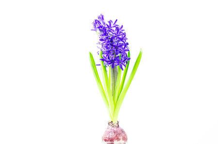 Beautiful Hyacinth flower pot on white background, sign of prudence, constancy, desire of heaven and peace of mindの写真素材