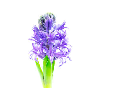 Beautiful Hyacinth flower pot on white background, sign of prudence, constancy, desire of heaven and peace of mindの写真素材
