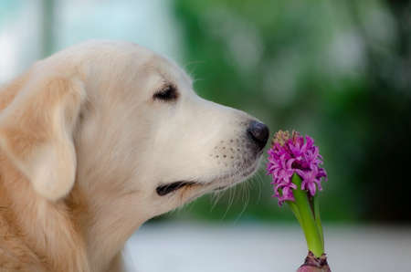 Golden retriever smelling Hyacinth flower sign of prudence, constancy, desire of heaven and peace of mindの写真素材
