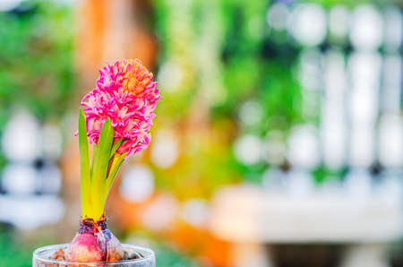 Beautiful pink Hyacinth flower pot, sign of prudence, constancy, desire of heaven and peace of mindの写真素材