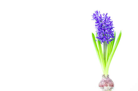 Beautiful Hyacinth flower pot on white background, sign of prudence, constancy, desire of heaven and peace of mindの写真素材