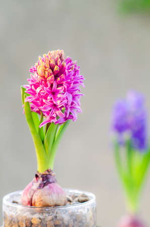 Beautiful purple Hyacinth flower pot, sign of prudence, constancy, desire of heaven and peace of mindの写真素材