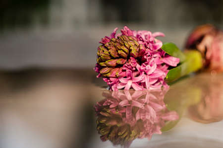 Reflection of Hyacinth flower sign of prudence, constancy, desire of heaven and peace of mindの写真素材