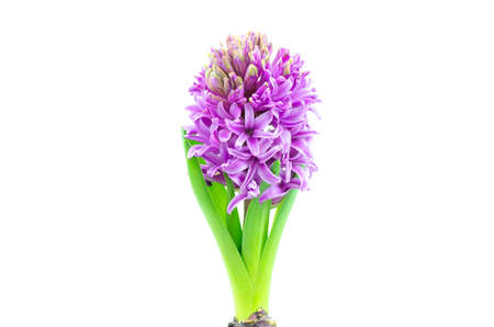 Beautiful Hyacinth flower pot on white background, sign of prudence, constancy, desire of heaven and peace of mindの写真素材