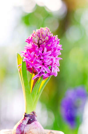 Beautiful purple Hyacinth flower pot, sign of prudence, constancy, desire of heaven and peace of mindの写真素材