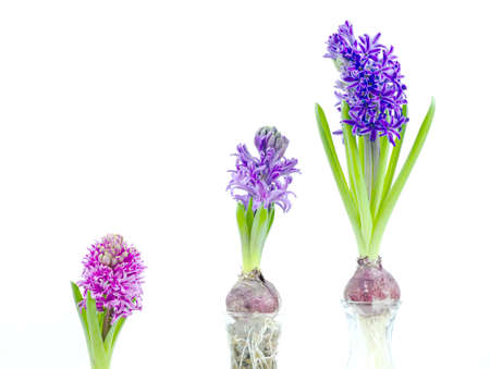 Beautiful Hyacinth flower pot on white background, sign of prudence, constancy, desire of heaven and peace of mindの写真素材