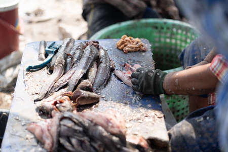 Snakehead fish is cut and cleaned before cooking.の写真素材