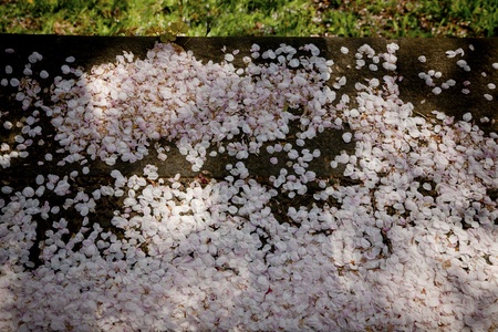 image of falling Cherry Blossom Leaves on the floorの写真素材