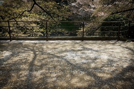 Falling Cherry Blossom in a path way of Tokyo,Japanの写真素材