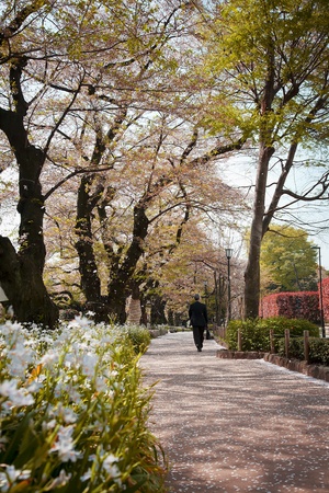 Falling Cherry Blossom in a path of Tokyo,Japanの写真素材
