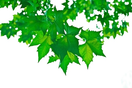 green leaves on white backgroundの写真素材