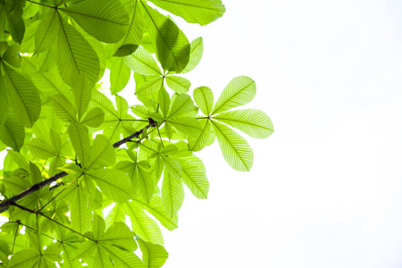 Background of green leaves with copyspace for textの写真素材