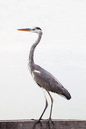 an egret standing on the pondの写真素材