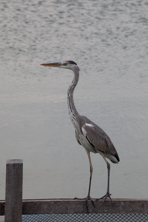 an egret standing on the pondの写真素材