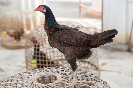 Thai fighting cockの写真素材