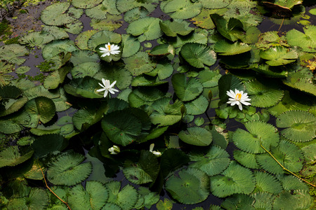 white lotus in the pondの写真素材