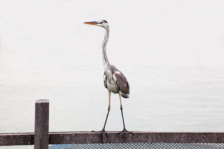 an egret standing on the pondの写真素材