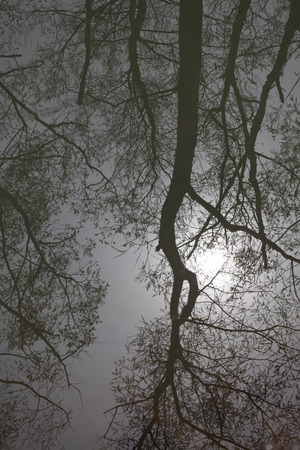 reflection of tree on waterの写真素材