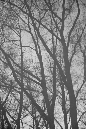 reflection of tree on waterの写真素材