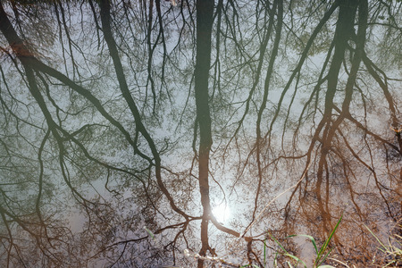 reflection of tree on waterの写真素材