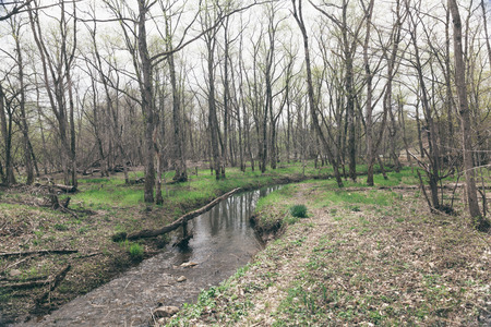 small pond in forest, spring timeの写真素材