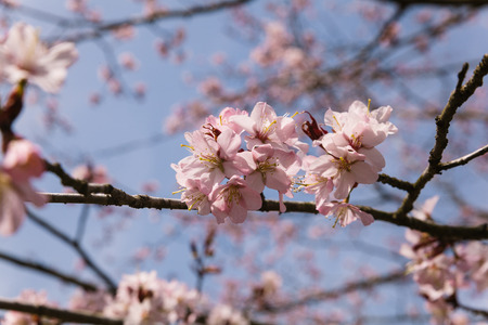 beutiful Japanese blossom (Sakura) in spring timeの写真素材