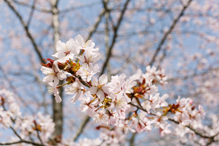 beutiful Japanese blossom (Sakura) in spring timeの写真素材