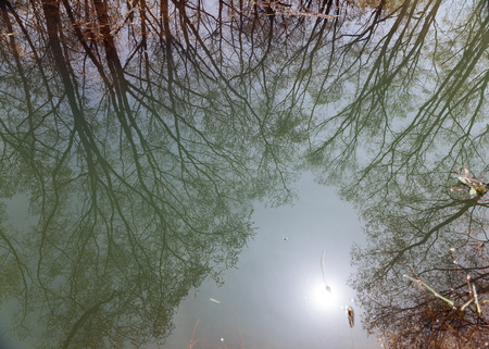 reflection of tree on waterの写真素材