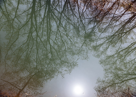 reflection of tree on waterの写真素材